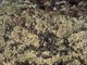 [Mytilus edulis] and barnacles on very exposed eulittoral rock