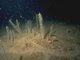 Philine quadripartita and Virgularia mirabilis in soft stable infralittoral mud