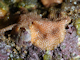 Schizoporella unicornis