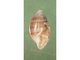 Acteon tornatilis