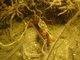 Chirolophis ascanii
