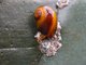 Littorina obtusata