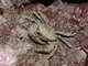 Pilumnus hirtellus