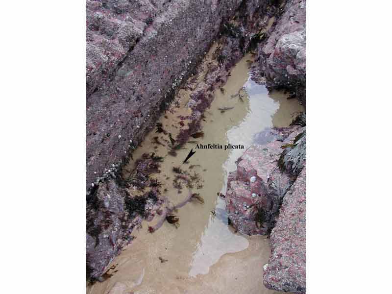 Lower shore sandy pool with Ahnfeltia plicata.