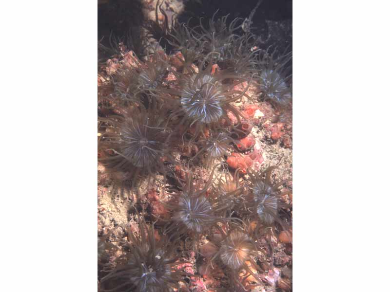 A colony of Aiptasia couchii.