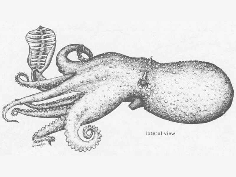 Line drawing of Bathypolypus arcticus.