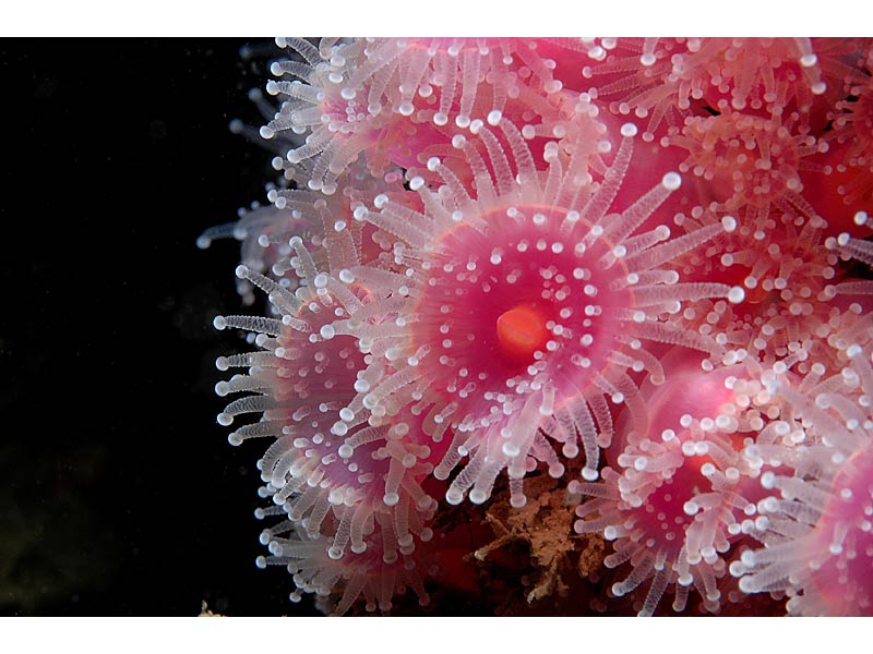 Close up view of Corynactis viridis at Firestone Bay in Plymouth Sound.
