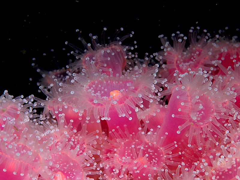 Close up of Corynactis viridis at Firestone Bay in Plymouth Sound.