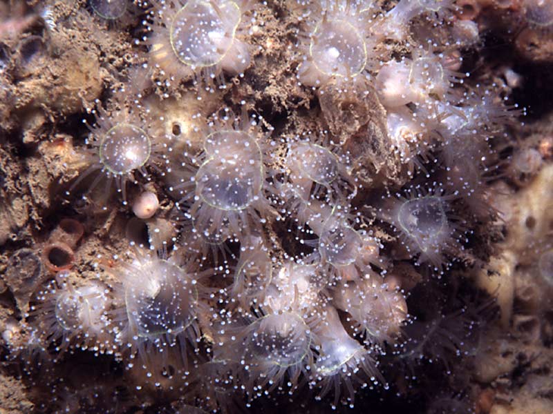 Corynactis viridis.