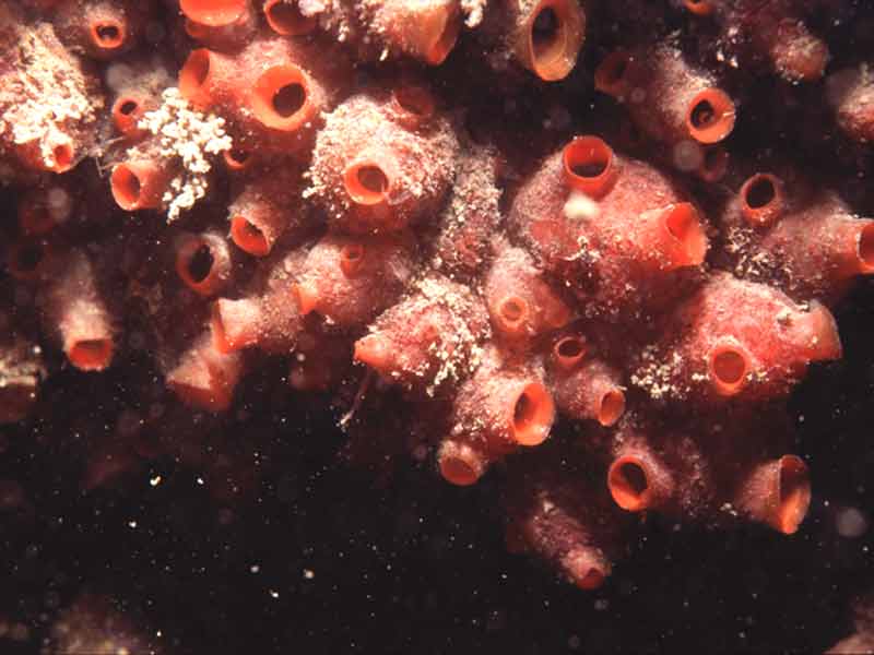 Colony of Dendrodoa grossularia on rock surface.