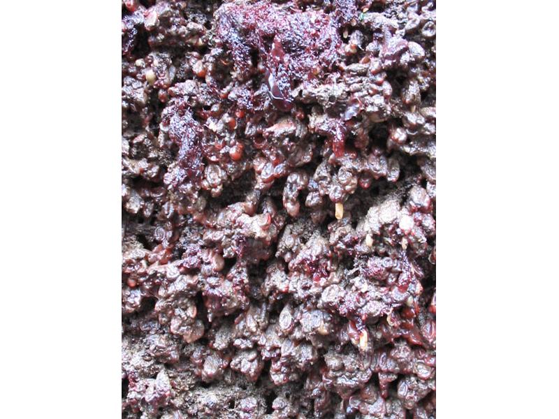 Wall of Dendrodoa grossularia.