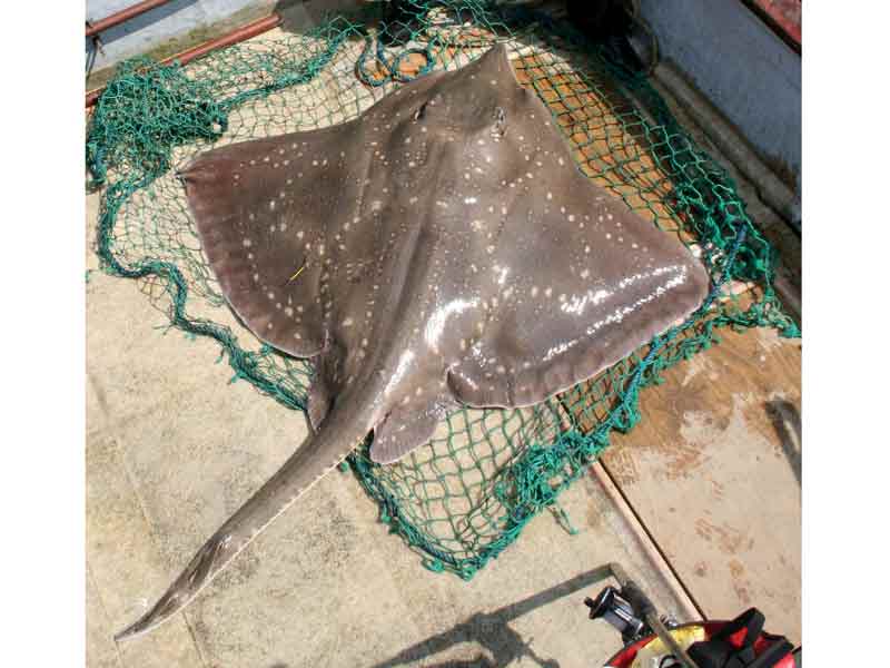 Dorsal surface of common skate.