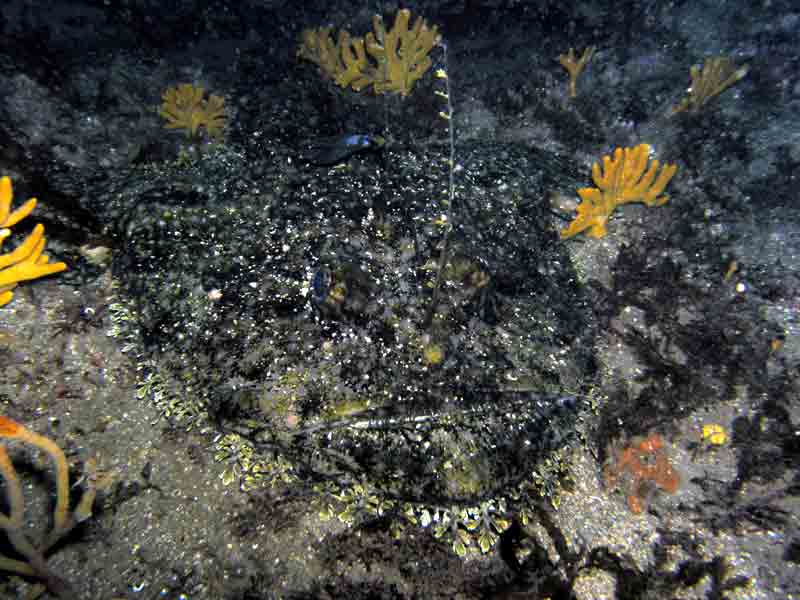 A large anglerfish camoflaged with substratum.
