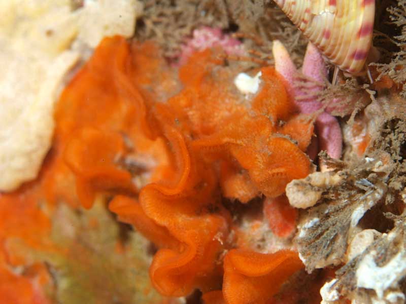 Convoluted lamina of a colony of the bryozoan Smittina landsborovii.