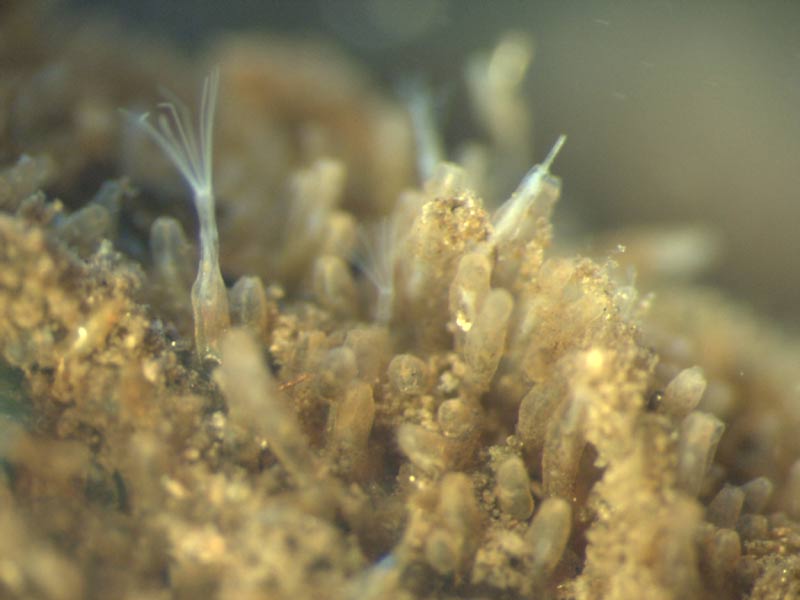 Zooids of Victorella pavida with lophophores everted.